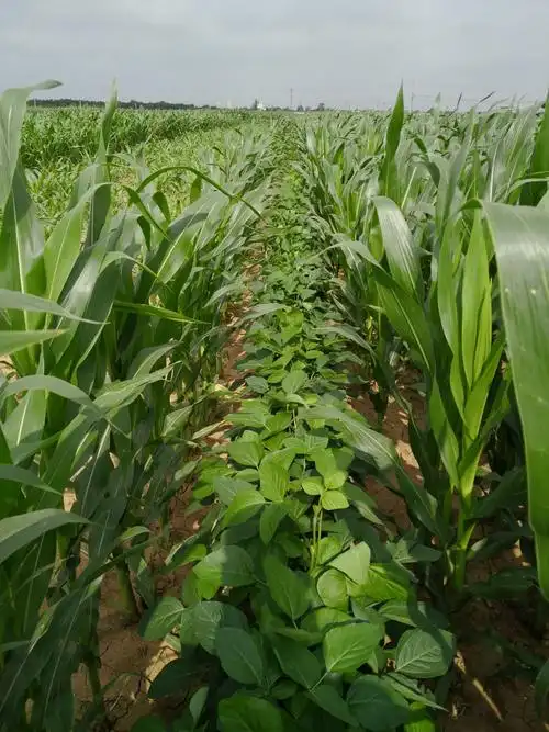 我家的庄稼地.这是新兴村的责任田.