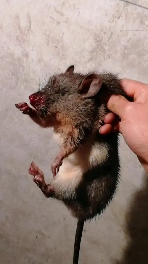 肇兴侗寨的上等好货白肚山鼠可不是一般朋友能吃到哟,捉鼠保粮,为民除