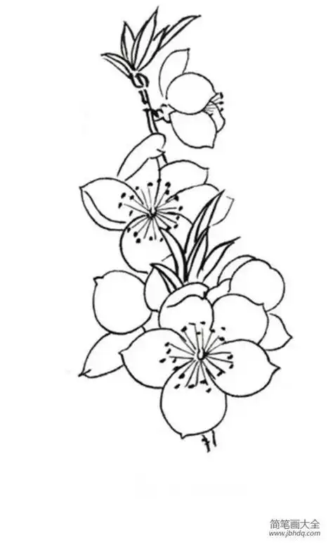 再逐次为桃花涂色,将叶子涂成绿色,树干涂成褐色,桃花简笔画完成.