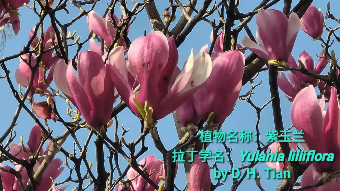 壁纸 花 桌面 1918_1080