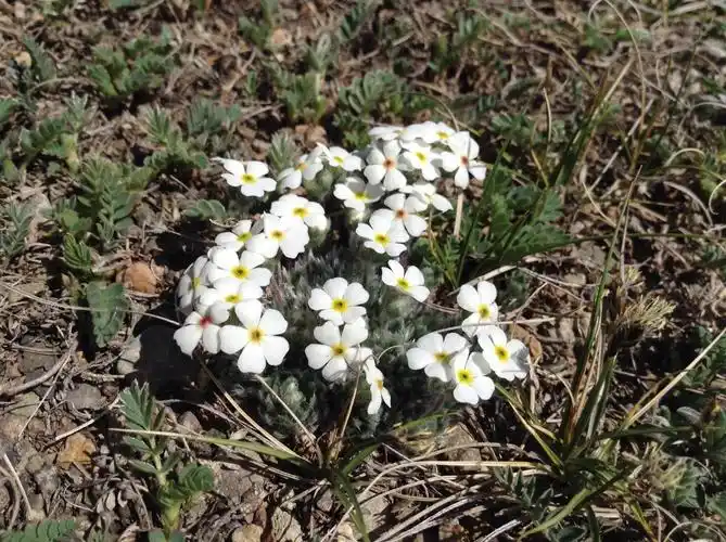 【213】天山点地梅