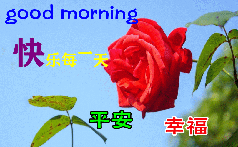 上午好问候图片表情大全上午好动图美图大全