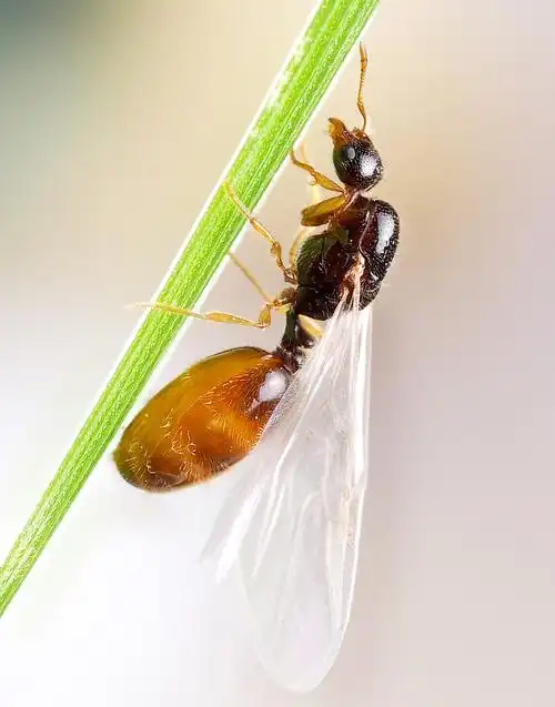 一组长翅膀的蚂蚁