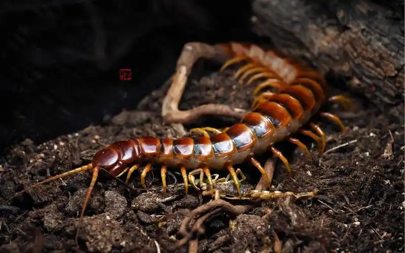 一条亚马逊巨人蜈蚣的开箱