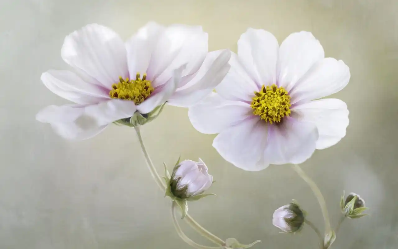 雪域高原美丽怒放的清新素雅格桑花高清桌面壁纸(二)