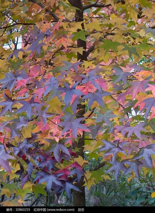 北美枫香树五颜六色的树叶