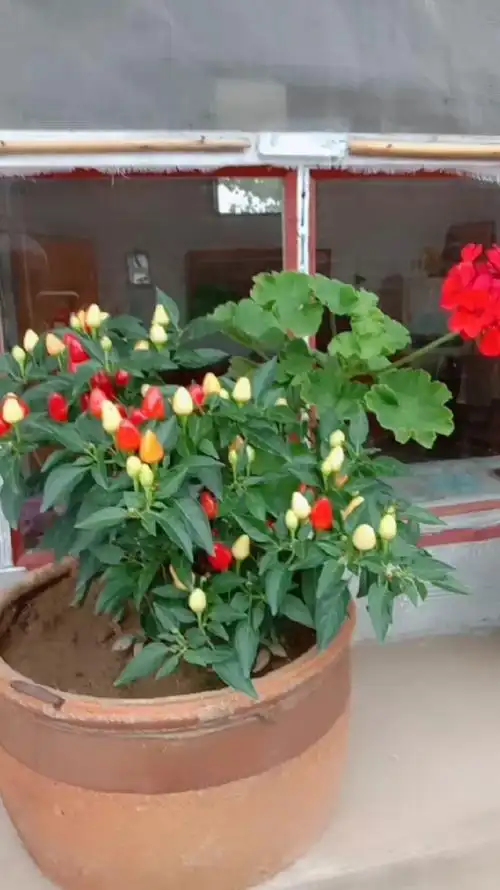 抓住夏天#盆栽小朝天椒