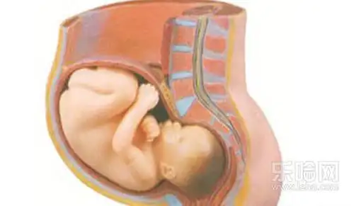 怀孕九个月的胎儿图
