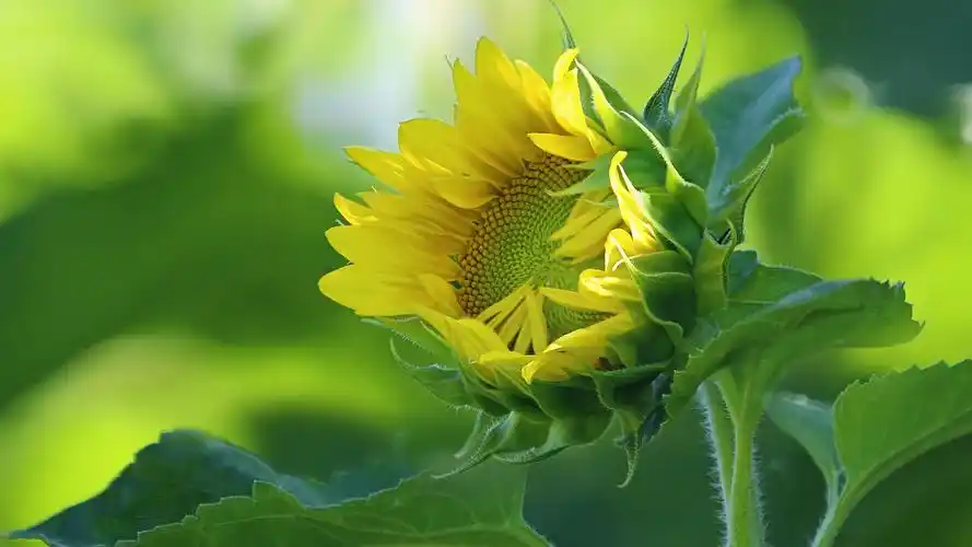 大自然清新唯美风景电脑桌面壁纸-风景壁纸-壁纸下载-美桌网