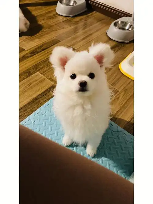 博美瑙福妹妹0969长大啦