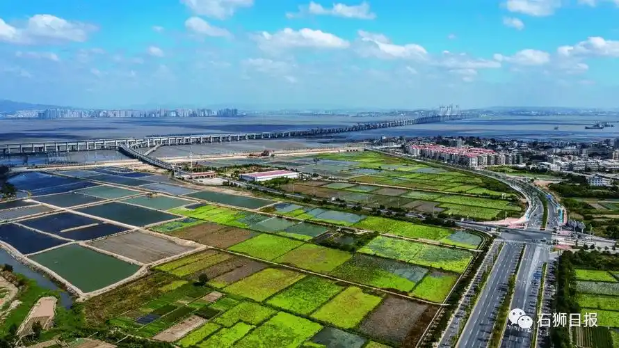 原创才与彩鹮邂逅又盼白鹤归来揭开石狮湿地公园c位出道的秘密