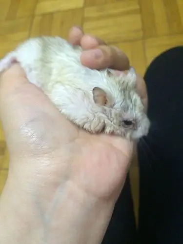 我家仓鼠的眼睛下眼皮掉下来了,整个眼睛红肿,几乎睁不开,它经常用