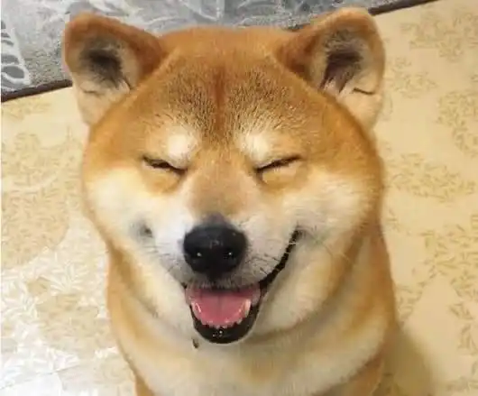 柴犬傻笑无字qq表情高清无水印版柴犬傻笑无字表情包