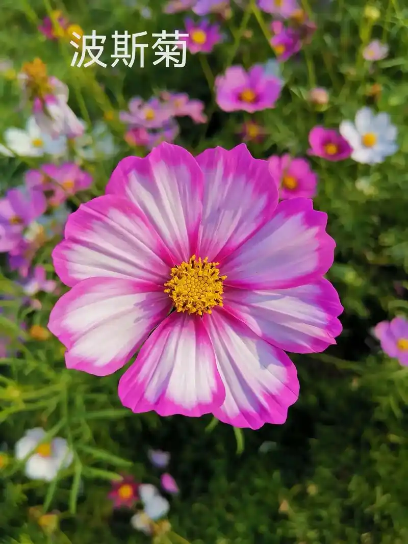 每天认识一种花,波斯菊.#抖音图文来了 #看图视花 #花百科 - 抖音