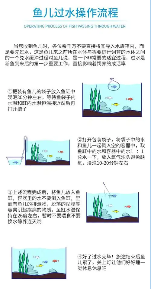 荣郁七彩神仙热带观赏鱼活体熊猫金顶秘鲁雪燕鱼小型鱼苗新手淡水45cm