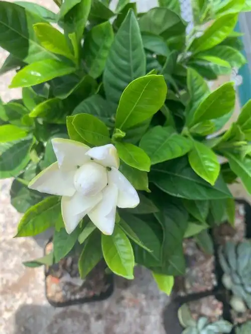 第一次养栀子花今天开花咯