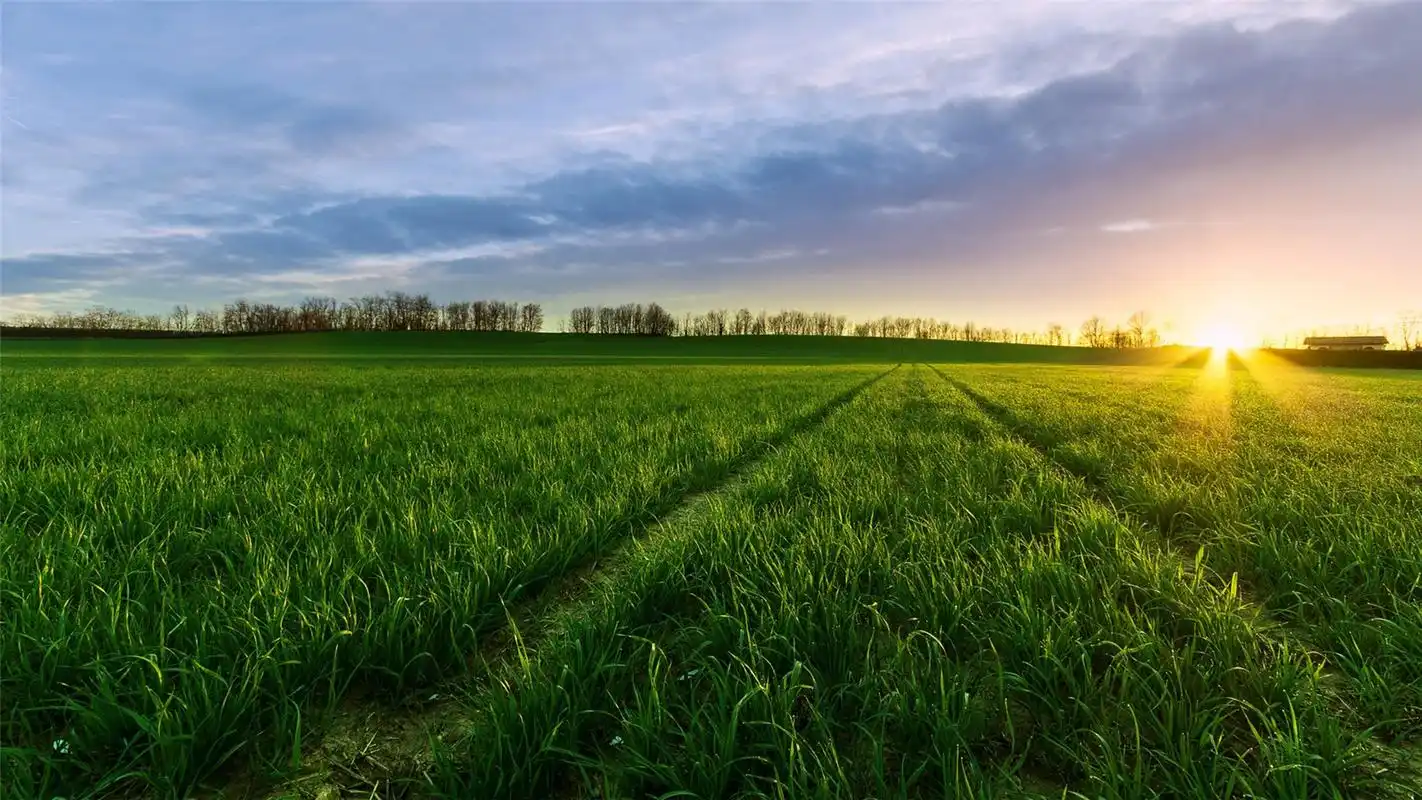 精选高清绿色护眼图片壁纸