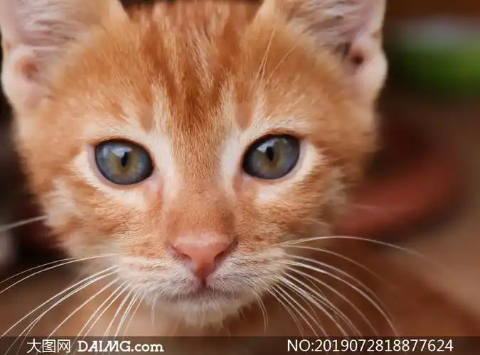 眼睛圆溜溜的可爱猫咪摄影高清图片