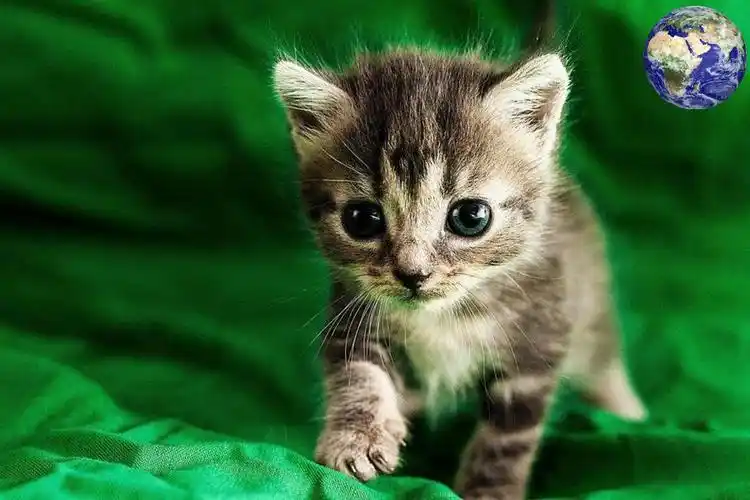 世界上最小的猫咪, 一只手掌能托住三只, 茶杯就能当窝睡