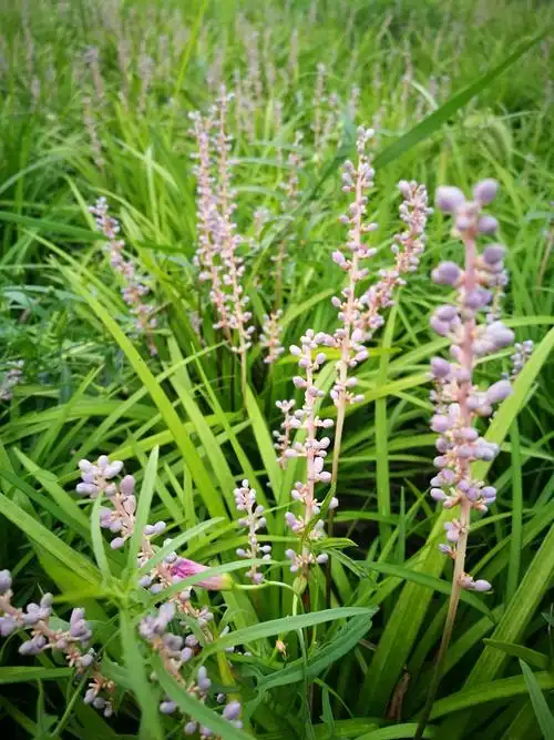 幽幽山麦冬,串串淡紫花