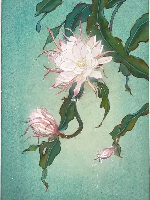 蓝绿背景的昙花