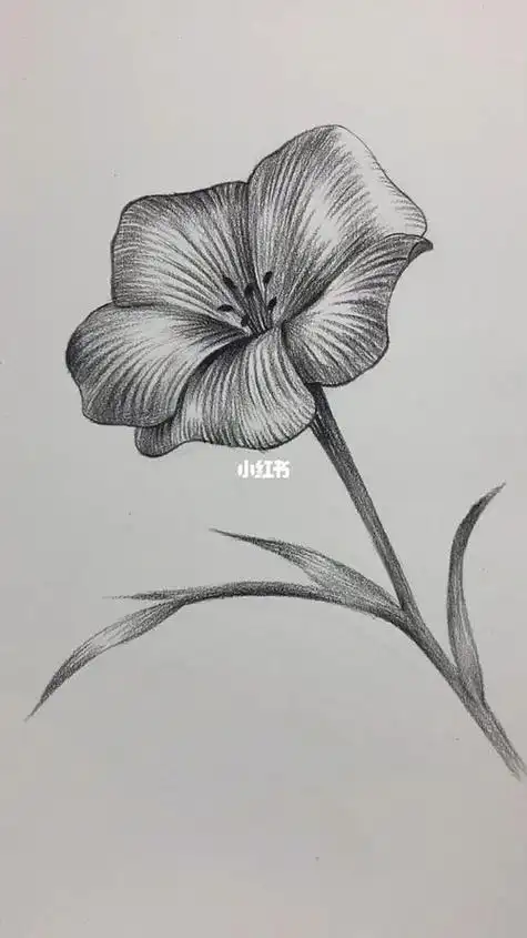 《玉兰花》原创每日一画彩铅画月季花现货批发黑白素描花朵纹身贴暗黑