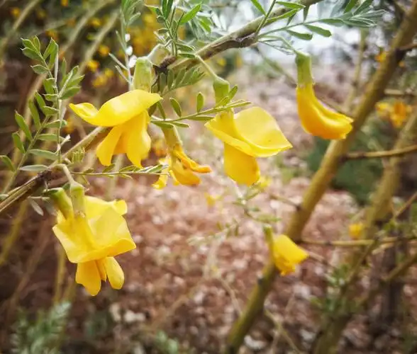 小叶锦鸡儿(手机摄)