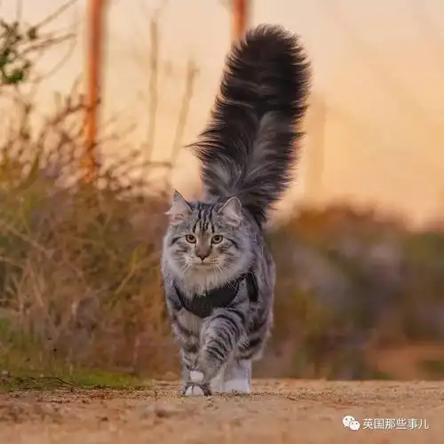大尾巴西伯利亚森林猫可萌可霸气简直是行走的鸡毛掸子啊