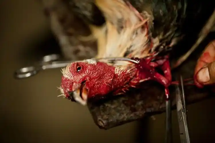 纪实摄影:血腥斗鸡[高清]