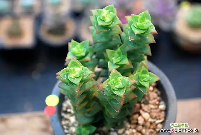 > 十字星锦 (crassula perforate var)