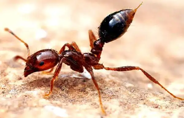 自然界十大蜇人最疼昆虫