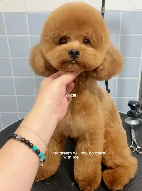 泰迪通用造型小圆头