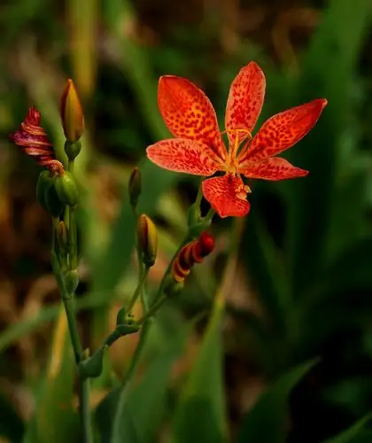 标题:山里的中药材