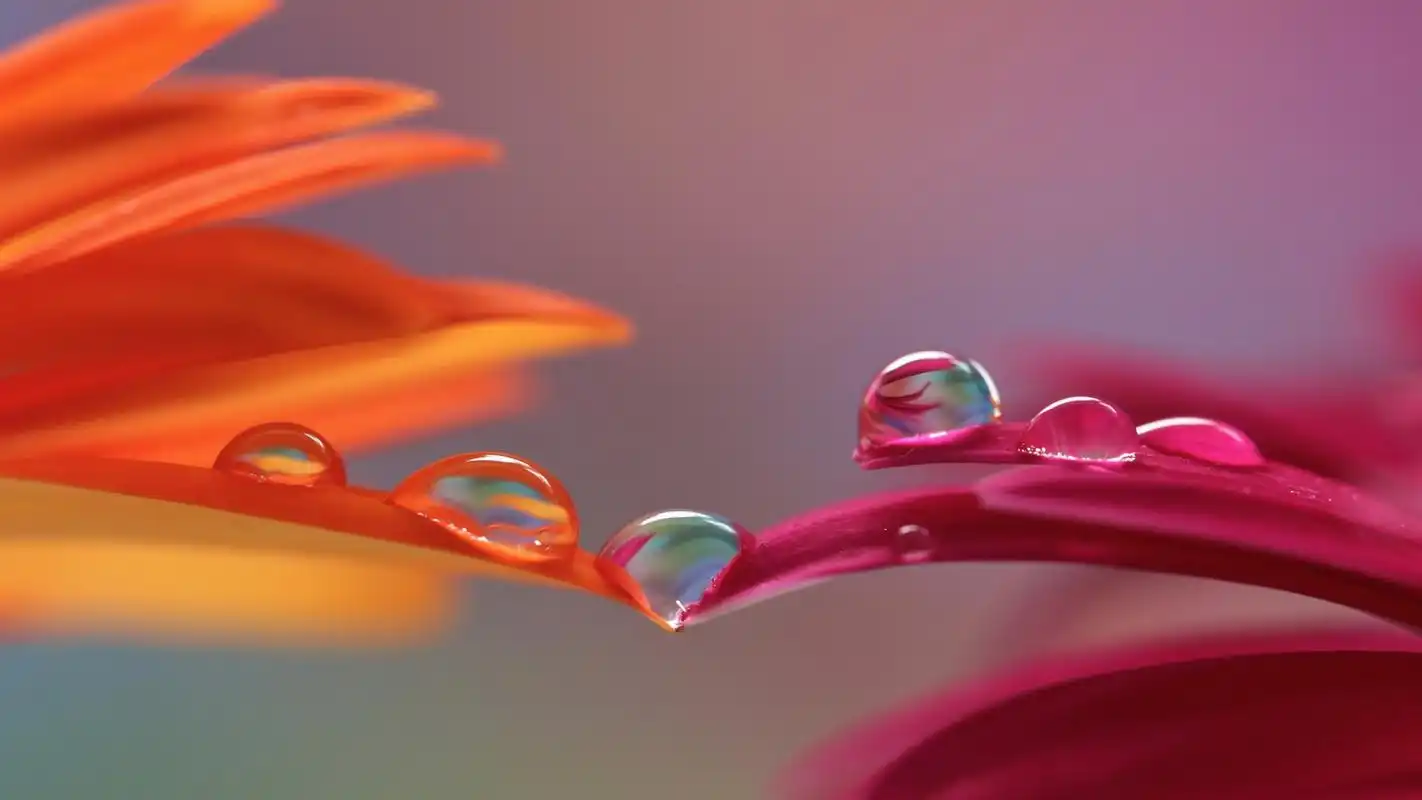 清新花朵微距摄影高清桌面壁纸高清大图预览1920x1080_植物壁纸下载