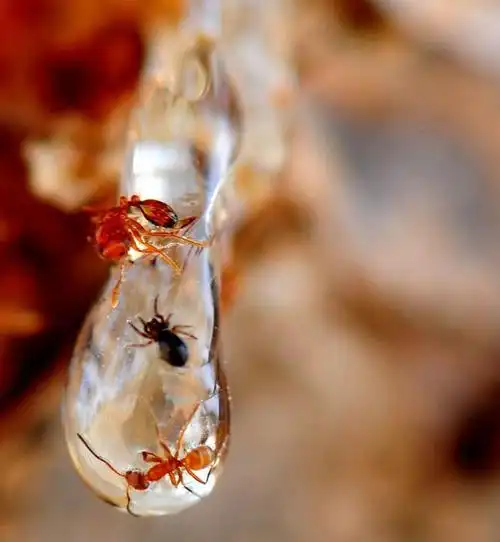 被困在琥珀中的过去生物中最美丽的发现是什么?