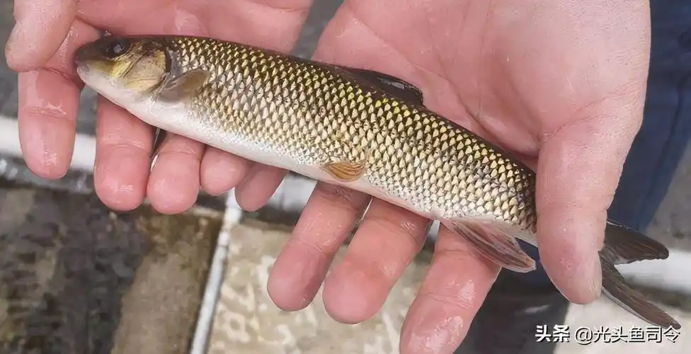 鲥鱼,保护等级一级,鲥平时栖息于海水中,春末夏初溯河作生殖洄游;幼鱼