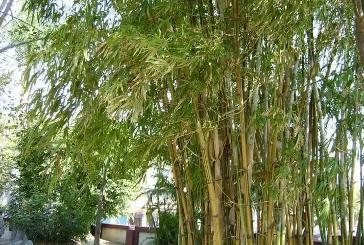 p>金丝竹,别名黄金间碧玉竹,青丝金竹, a href="#" data-lemmaid="