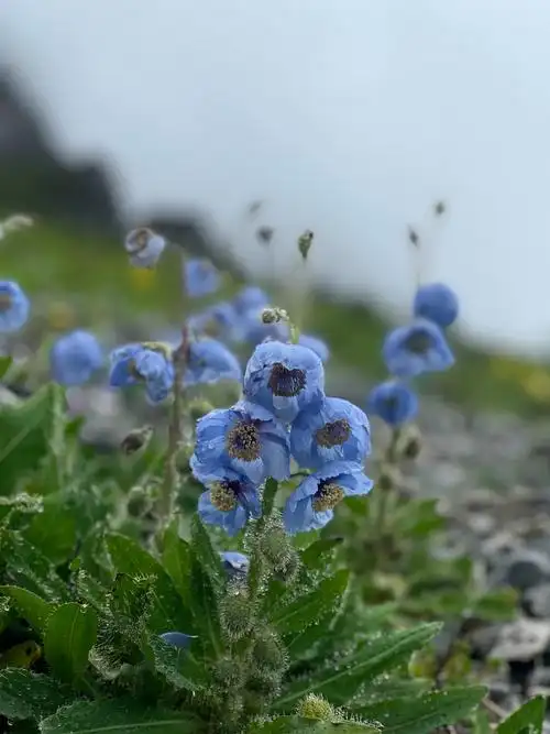 生态云南绿绒蒿极具吸引力的荒野丽人