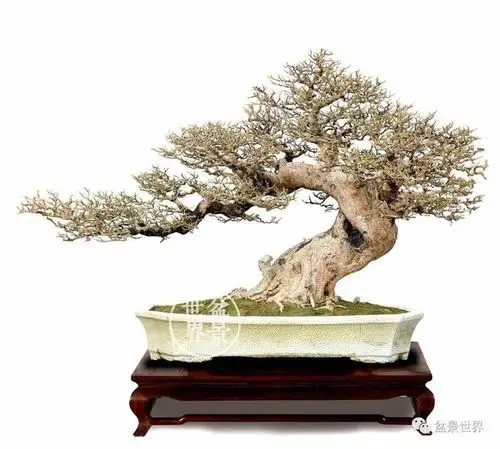 国际金奖盆景作品图鉴,终于集齐了!