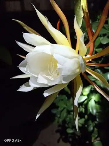 昙花一现最美瞬间