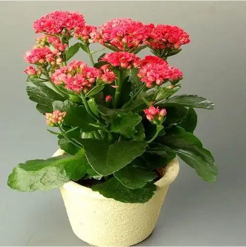 长寿花好养活吗?