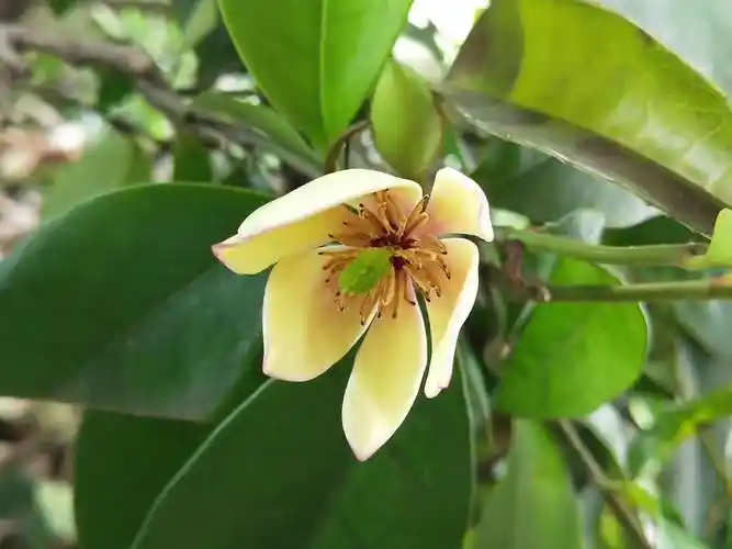 乐昌含笑——白兰花