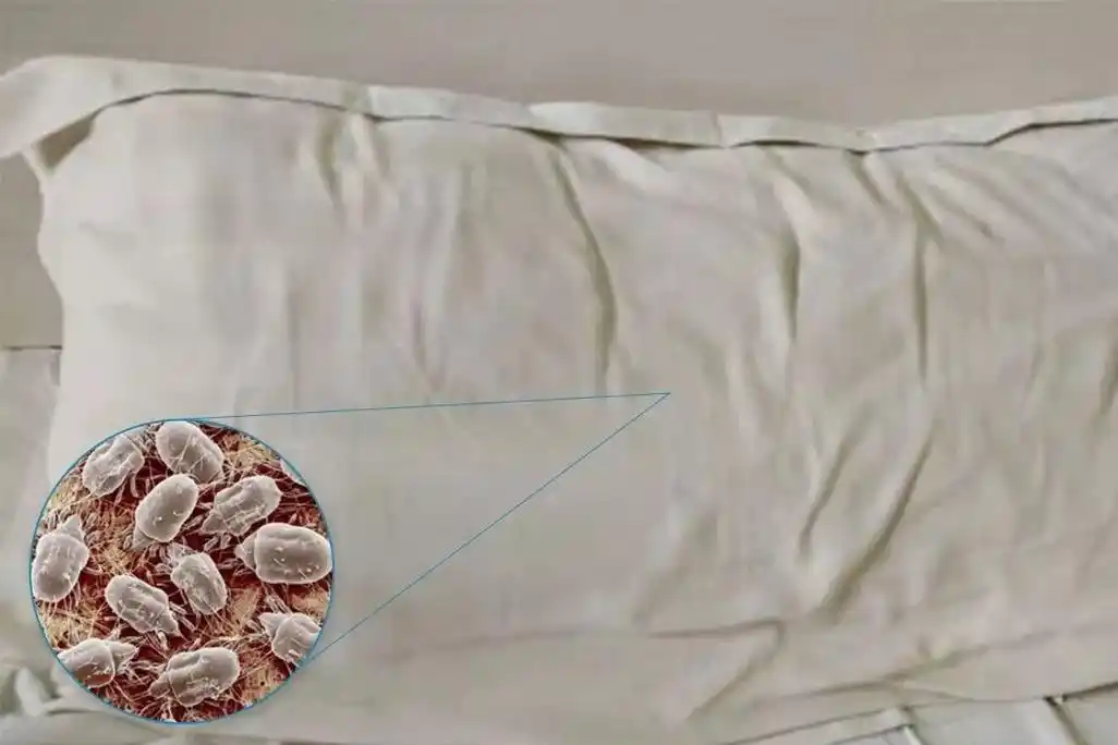 床上螨虫多不多从3点看出并成功逼退网友一亿螨虫不早说