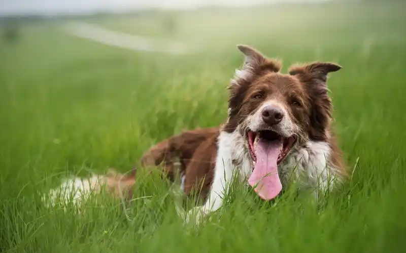 超可爱汪星人高清图片电脑壁纸