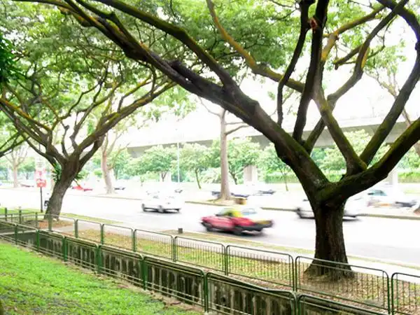 行道树含义(行道树的象征意义)