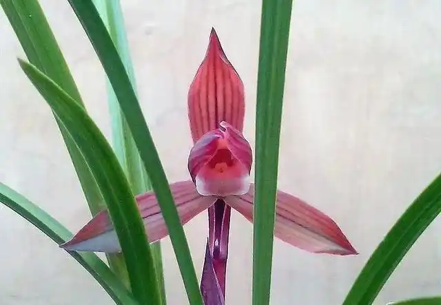 春兰五个必养品种(兰花春兰图片大全大图) - 123植物网