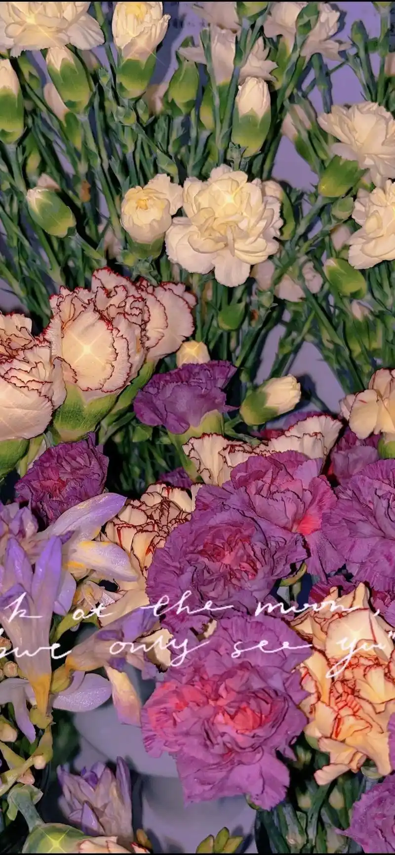 美丽的康乃馨cut