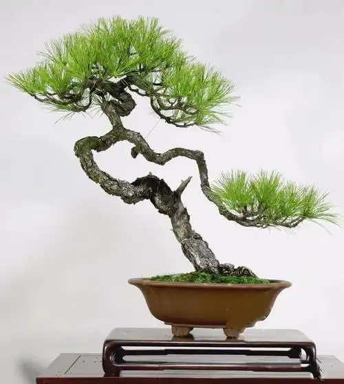 国家级盆景大师文人盆景作品赏析!高清大图 - 知乎