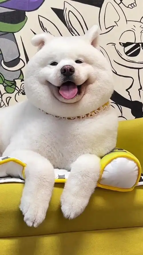 超级超级可爱的小狗狗!