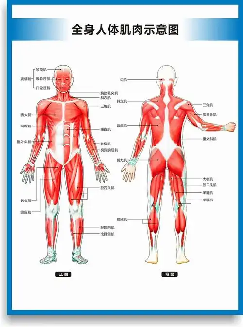 肌肉示意结构图 全身人体肌肉图解剖图结构图人体运动图高清医学健身